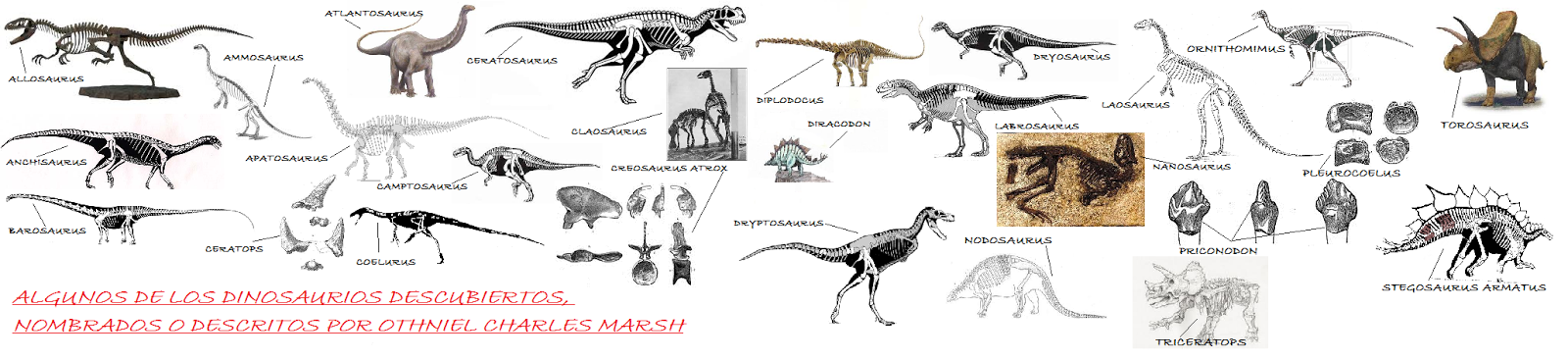 Dinosauriomanía, lo que querías saber de los dinosaurios: Othniel ...