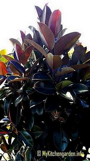 How To Care For A Rubber Tree Plant Caring Rubber Plant