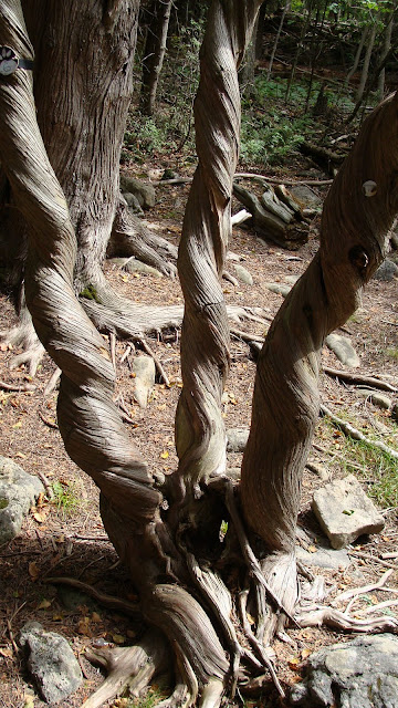 Willow of the Wood: An Interpretive Adventure