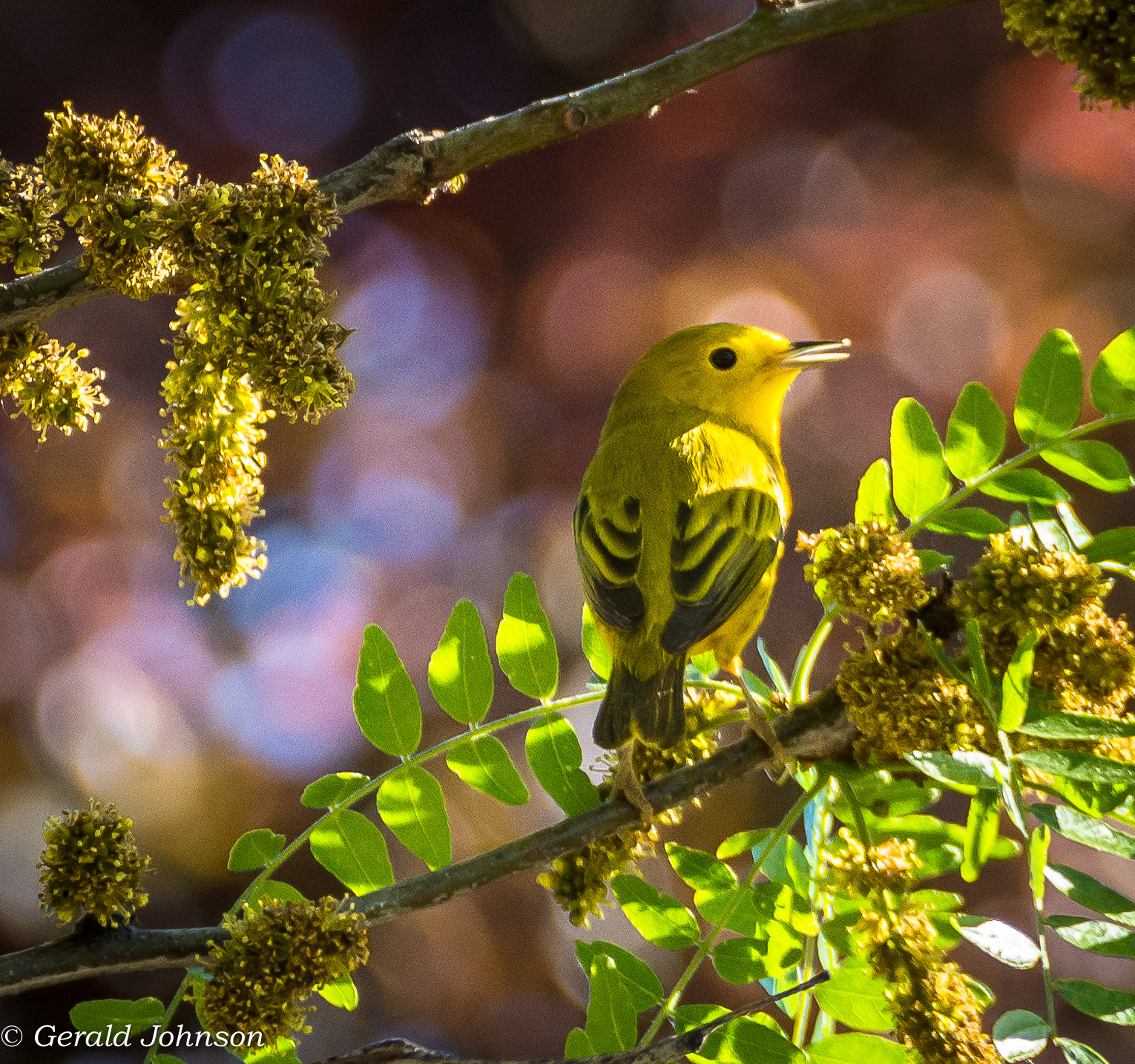 Gerry's Place Yellow bird, up high in Banana Tree...