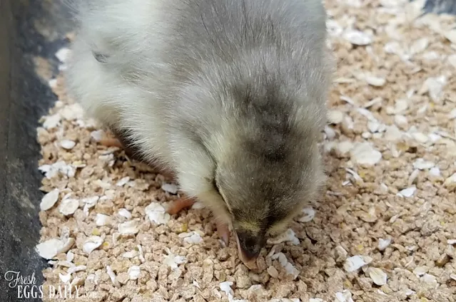 close up of chick eating feed