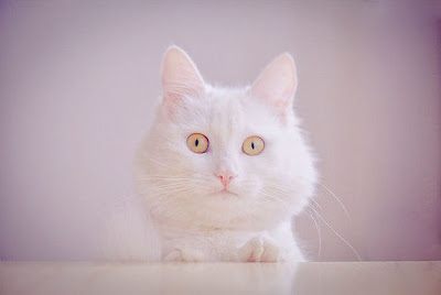 Gatito muy tierno - Cute cat