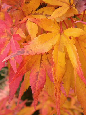 Acer palmatum Mikawa Yatsubusa Japanese maple autumn foliage at Toronto Botanical Garden by garden muses-not another Toronto gardening blog