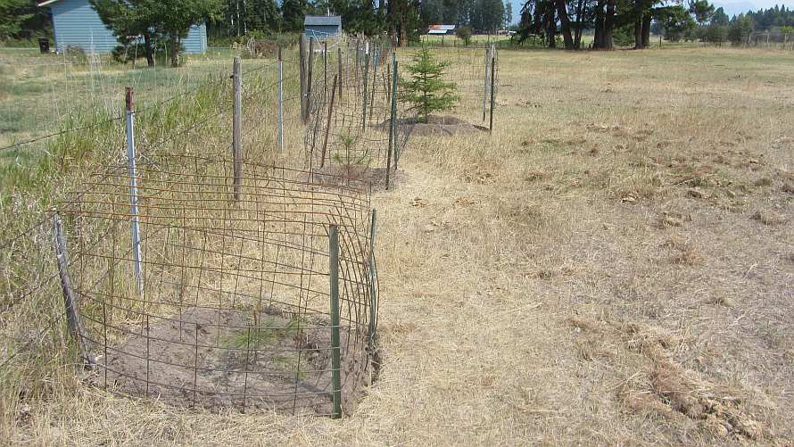 Life among the Tall Pines Protecting trees from the horses