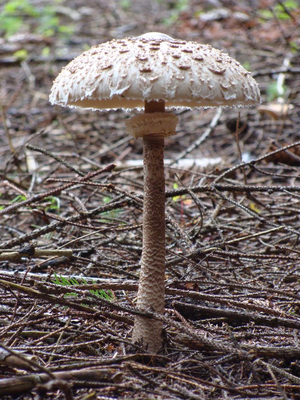 Macrolepiota procera DSC40790