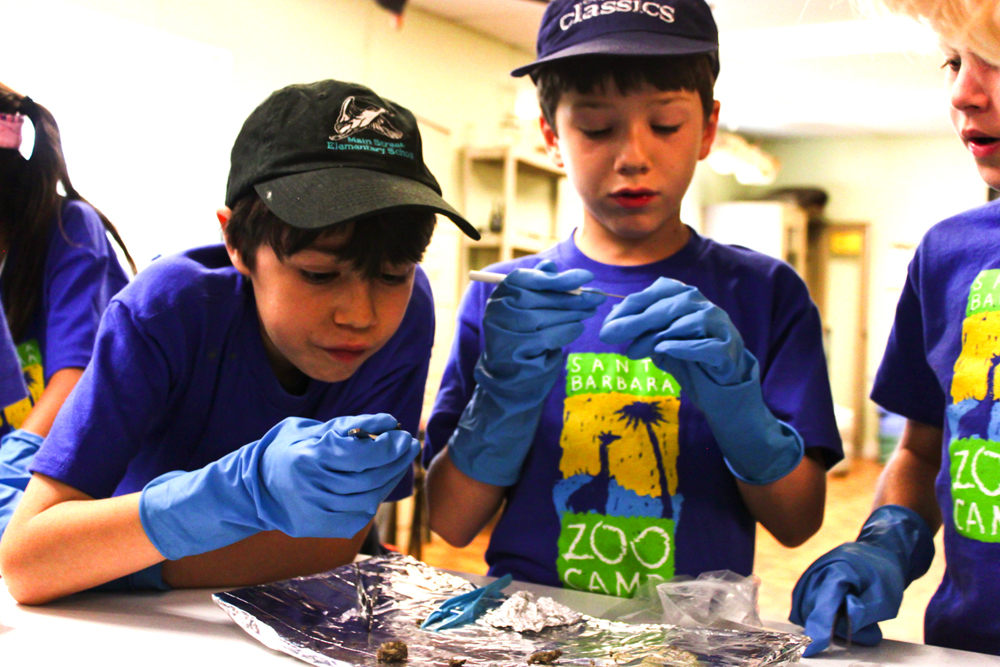NEW SPECIALTY CAMPS OFFERED AT THE SANTA BARBARA ZOO Macaroni KID