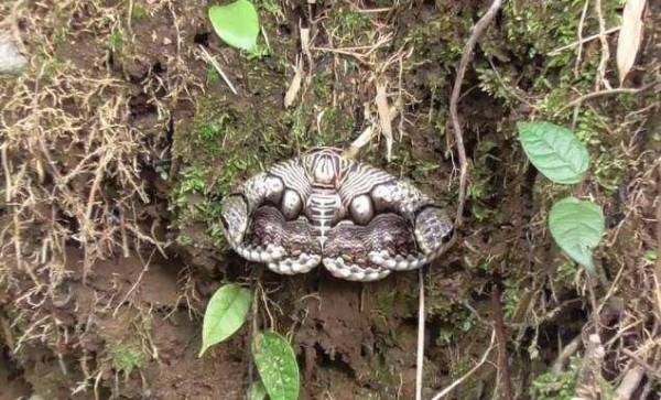 Es Teh Anget Temukan Benda Aneh Pria Ini Langsung Mundur Dengan Cepat Karena Sebenarnya Es Teh Anget Temukan Benda Aneh Pria Ini Langsung Mundur Dengan Cepat Karena Sebenarnya