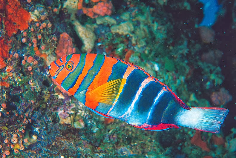 rainbow fish rainbow fish