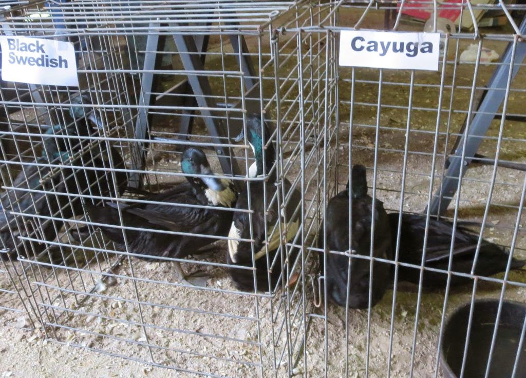 Windswept Adventure Small Animal Swap Meet In Gouverneur, New York