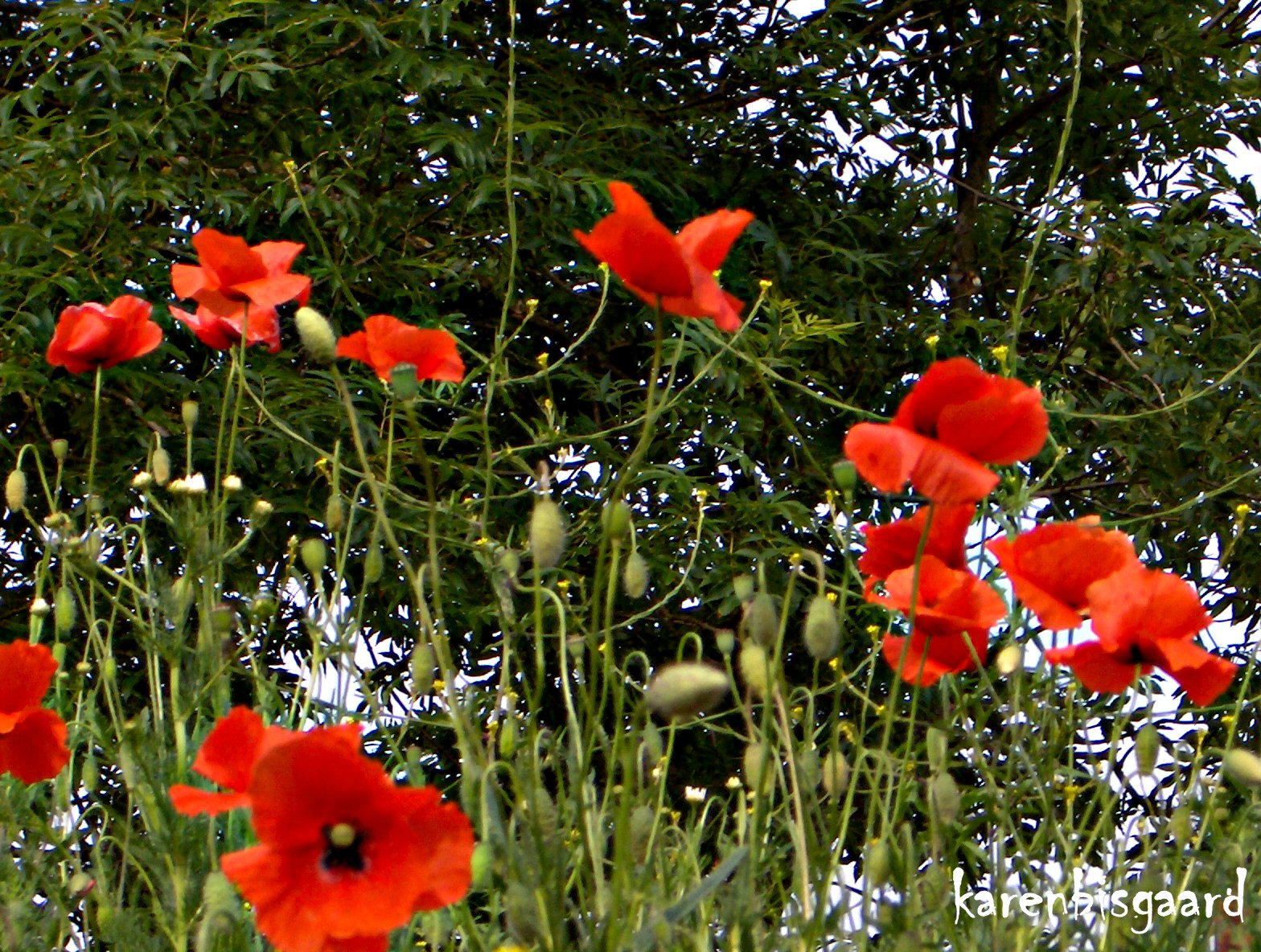 Karen`s Nature Photography Poppies Growing on Hill in Front of Big Tree.
