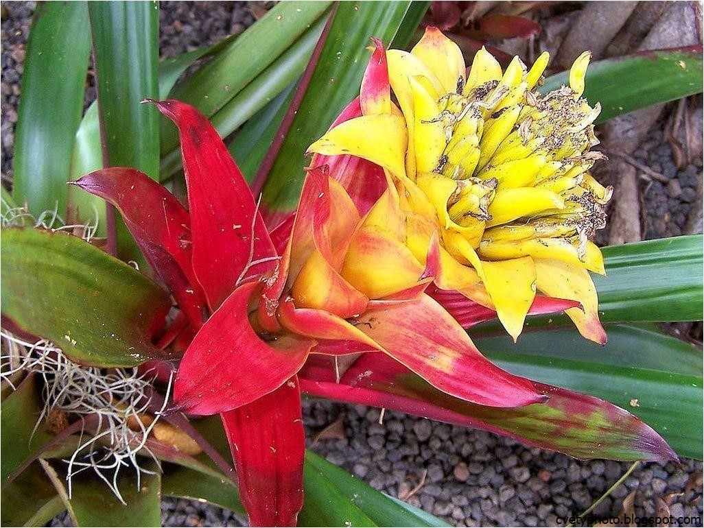гузмания цветение. цветок гузмания минор рондо. гузмания зеленая. гузмания флава. бромелия гузмания микс.