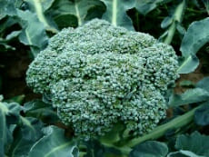  Fakta manfaat sehat sayur brokoli untuk tubuh 14 Fakta Manfaat Sehat Sayur Brokoli Untuk Tubuh