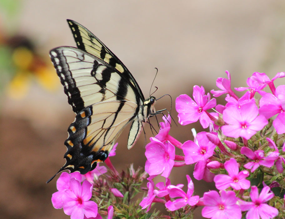 Vickie Henderson Art Butterflies, Flowers and Hummingbirds
