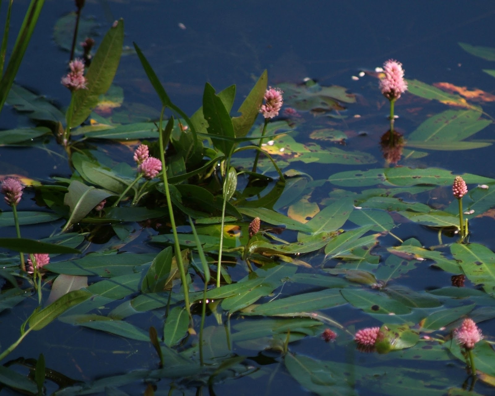 GoldenEye Nature Photo Of The Day Swamp Flowers!