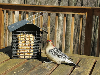 Red-bellied Woodpecker, Saturday, April 02, 2016, 4:09:00 PM