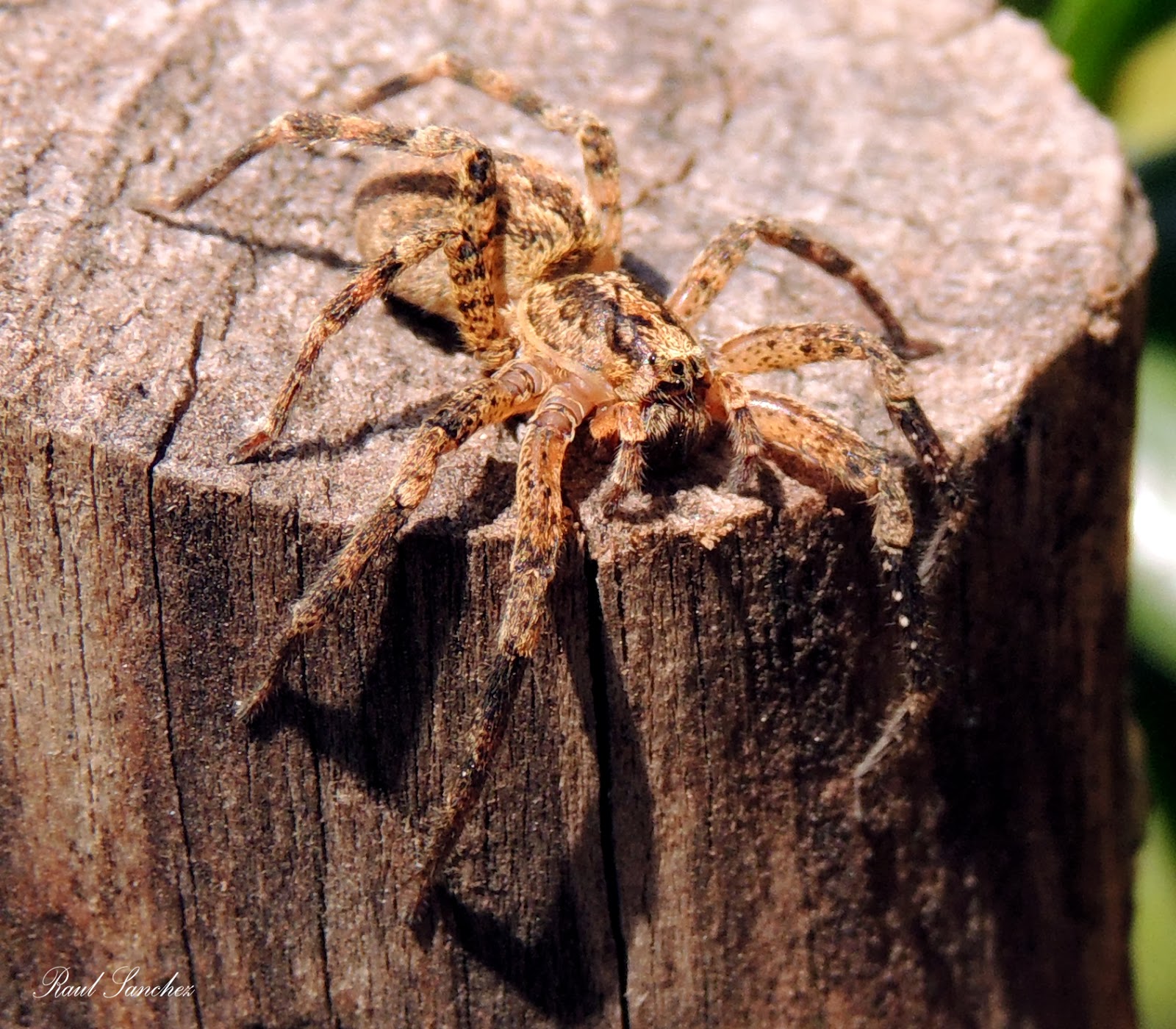 Naturaleza Viva : enero 2014