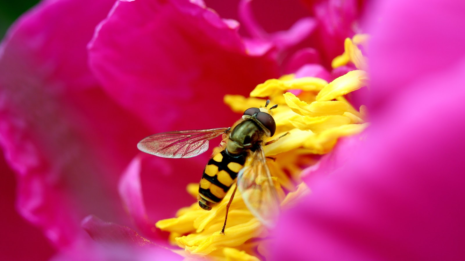 Free HD Images (FIFCU Purchased) ُPink Bee