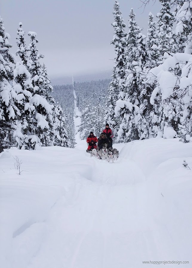 Laponia: trineos de perros