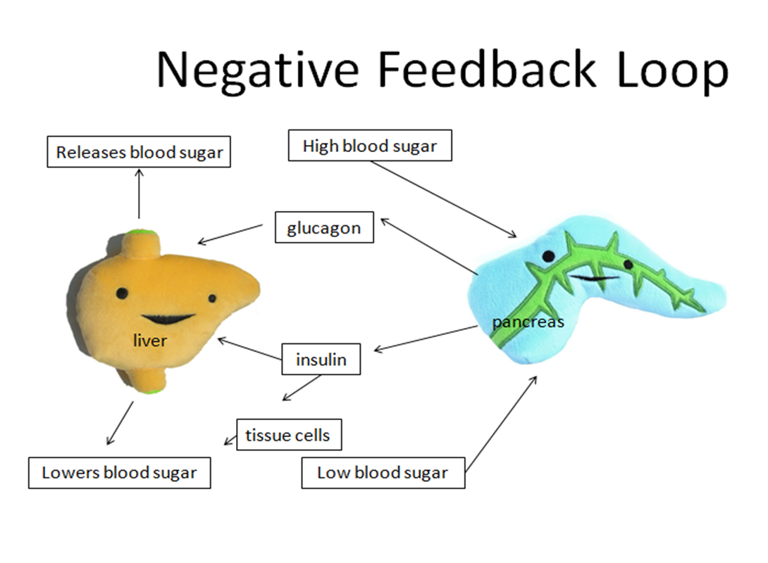 Negative start. Negative feedback. Feedback loop. Баланса negative feedback loop?. Science feedback.