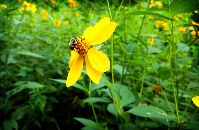 Bee and Flower on McDade Hiking Trail