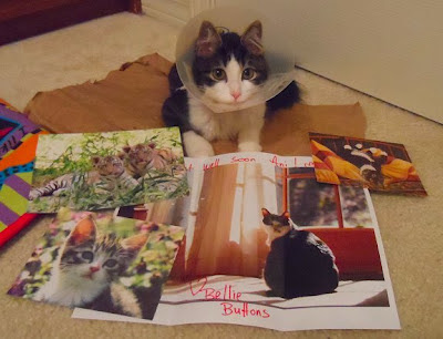 Cards & Letterd for Anakin The Two Legged Cat