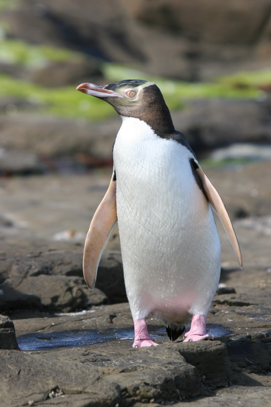 Yellow-Eyed Penguin - True Wildlife Creatures