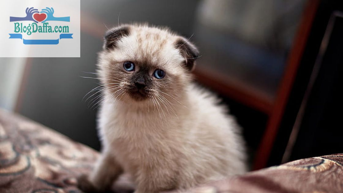Gerakan Telinga kucing Arti gerakan Telinga kucing