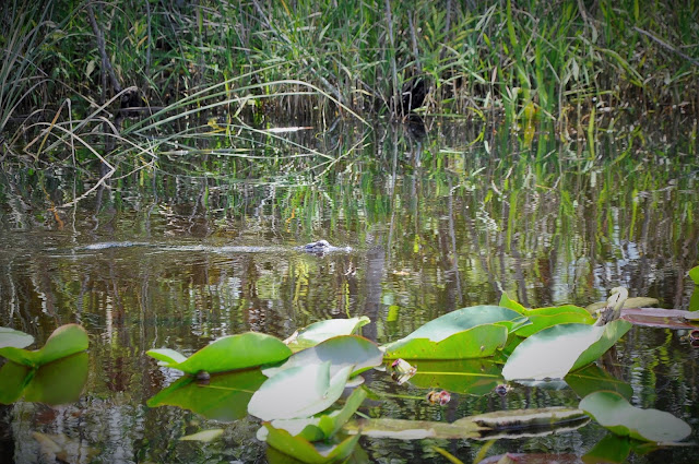 _DSC0072%2B%25282%2529.JPG