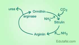 SBMPTN Biologi