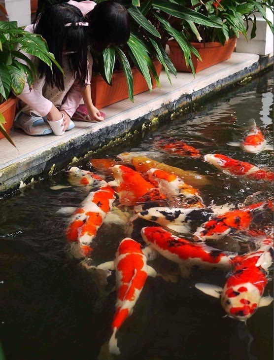 koi-pond-winter-feeding