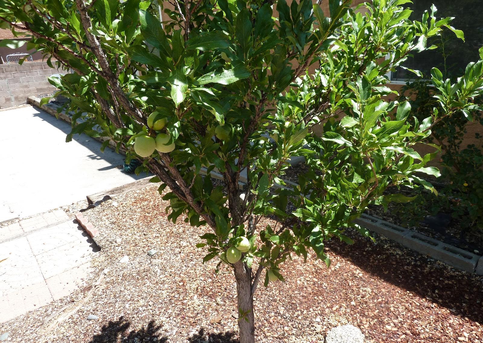 What Fruit Trees Grow In Albuquerque Fruit Trees