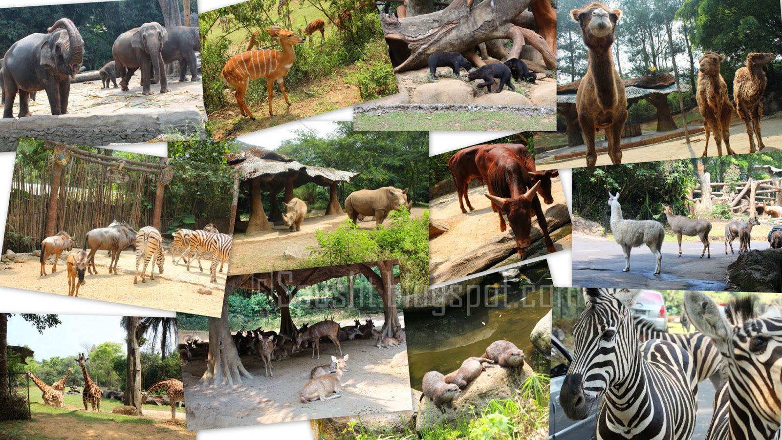 Spusht Taman Safari  Indonesia