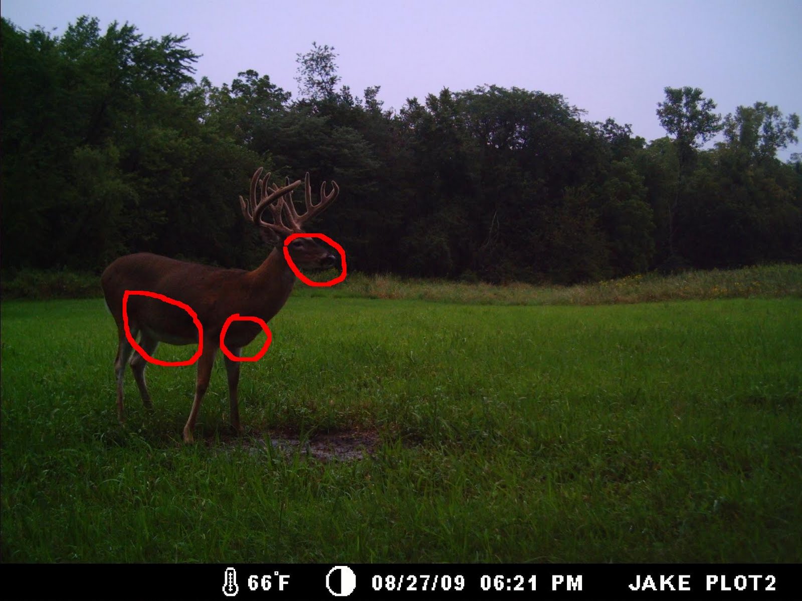 Bones n' Broadheads Trail Cameras & Deer Age