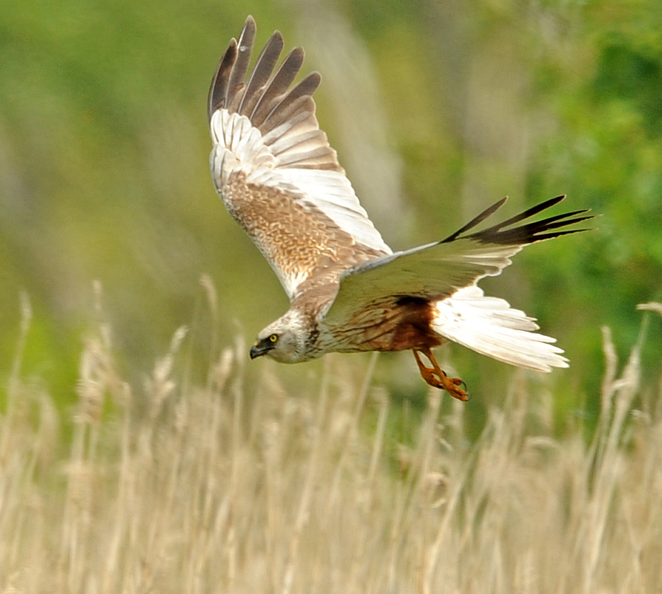 Brian Rafferty...Wildlife Photographer: Leighton Moss...Gulls