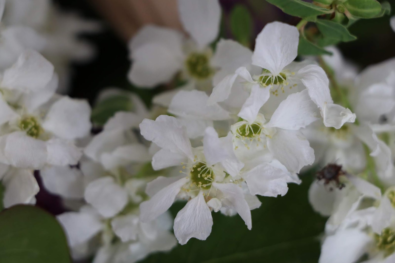 Chambres D Hotes Au Jardin Des Violettes