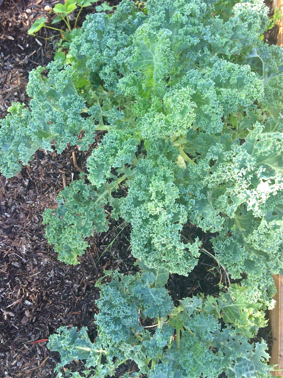 Passionately Raw! Scrumptious Kale Salad With Purple Onion And Chive