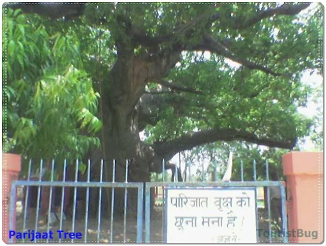 Parijaat Plant