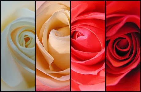 Arti Warna Bunga Menurut Feng Shui Valentine s Guide 