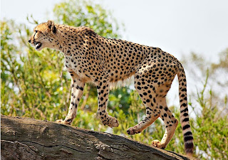  Cetah merupakan hewan yang dikenal dengan larinya yang cepat Ciri Ciri Cheetah