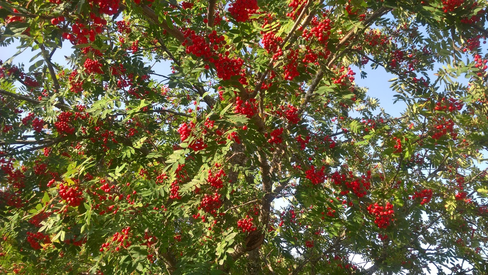 puunappi pihlaja sorbus puunappi pihlaja sorbus