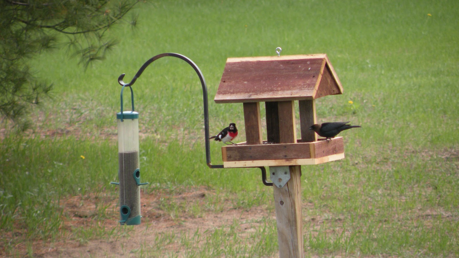A Happy Bluebird Backyard Birds