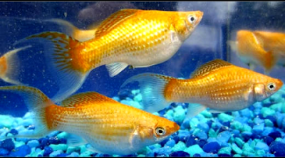 Ikan Molly Gambar Ikan Molly