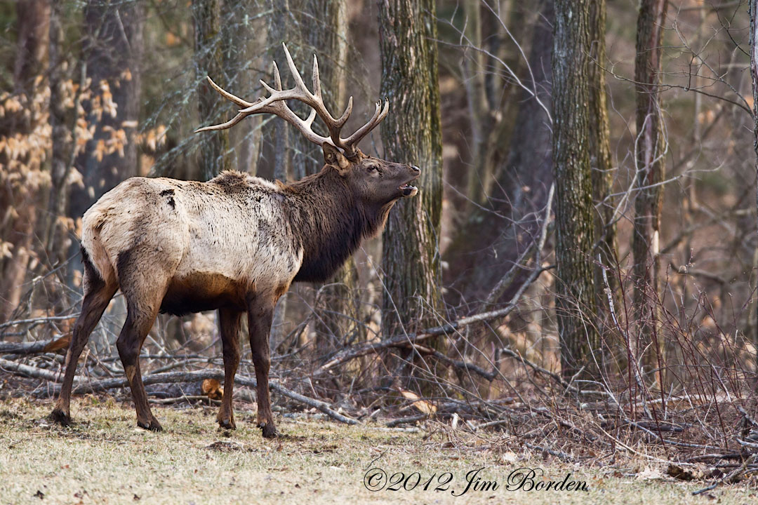 JJ Wildlife Photography Pa Elk in the Late Winter
