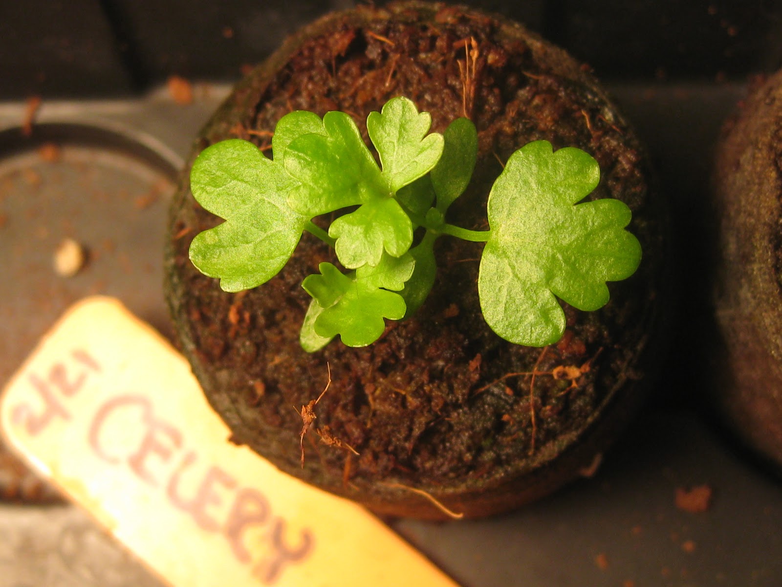 2013/2012 Garden Figured out how to Germinate Celery