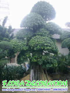 bonsai beringin korea