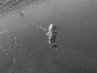 spearfishing, giant trevally