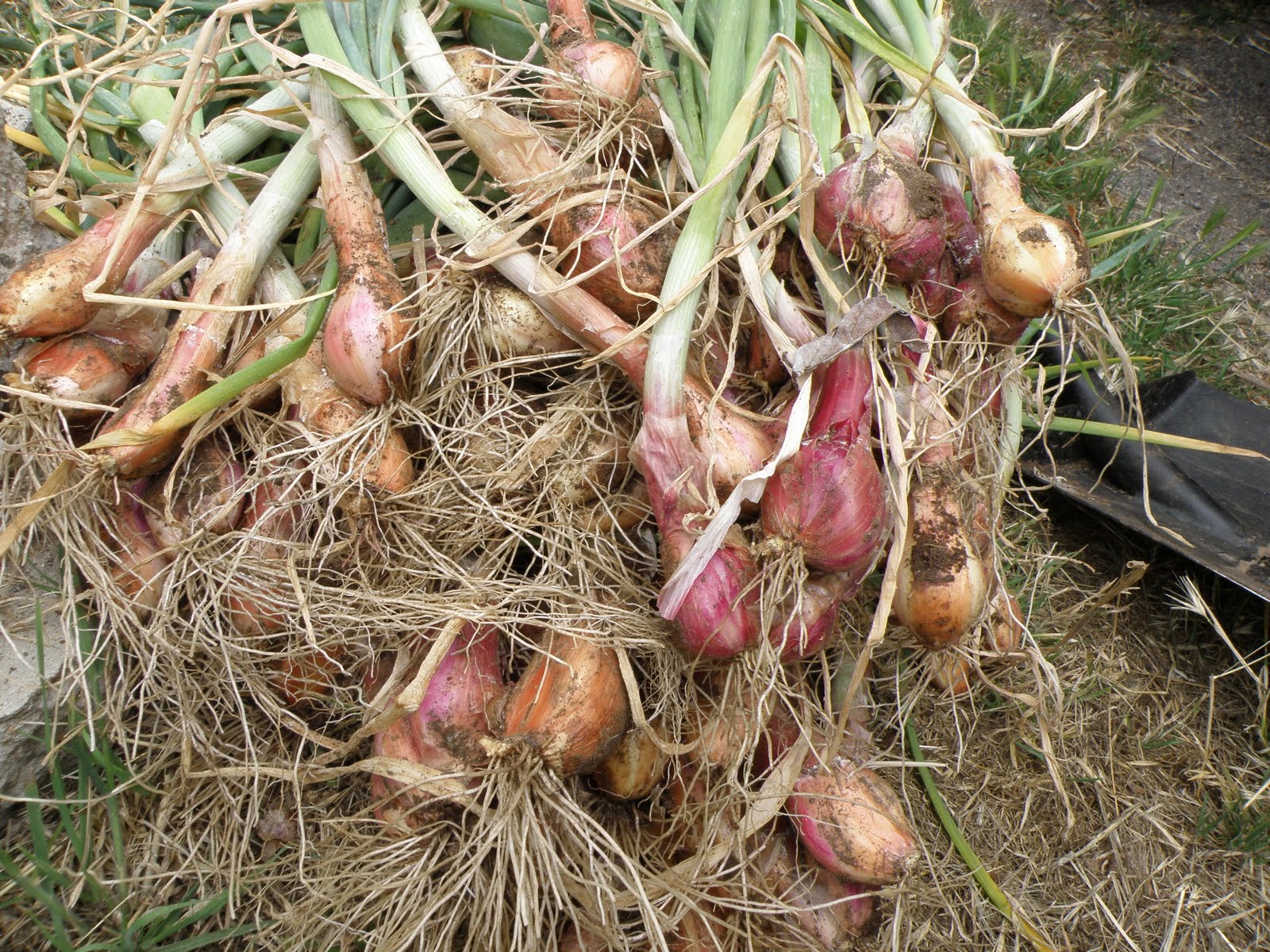 A Thinking Stomach Shallots and Potato Onions