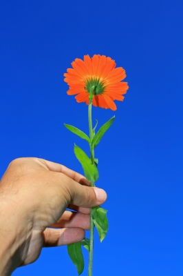 Sirve las desinflamar hemorroides para la calendula