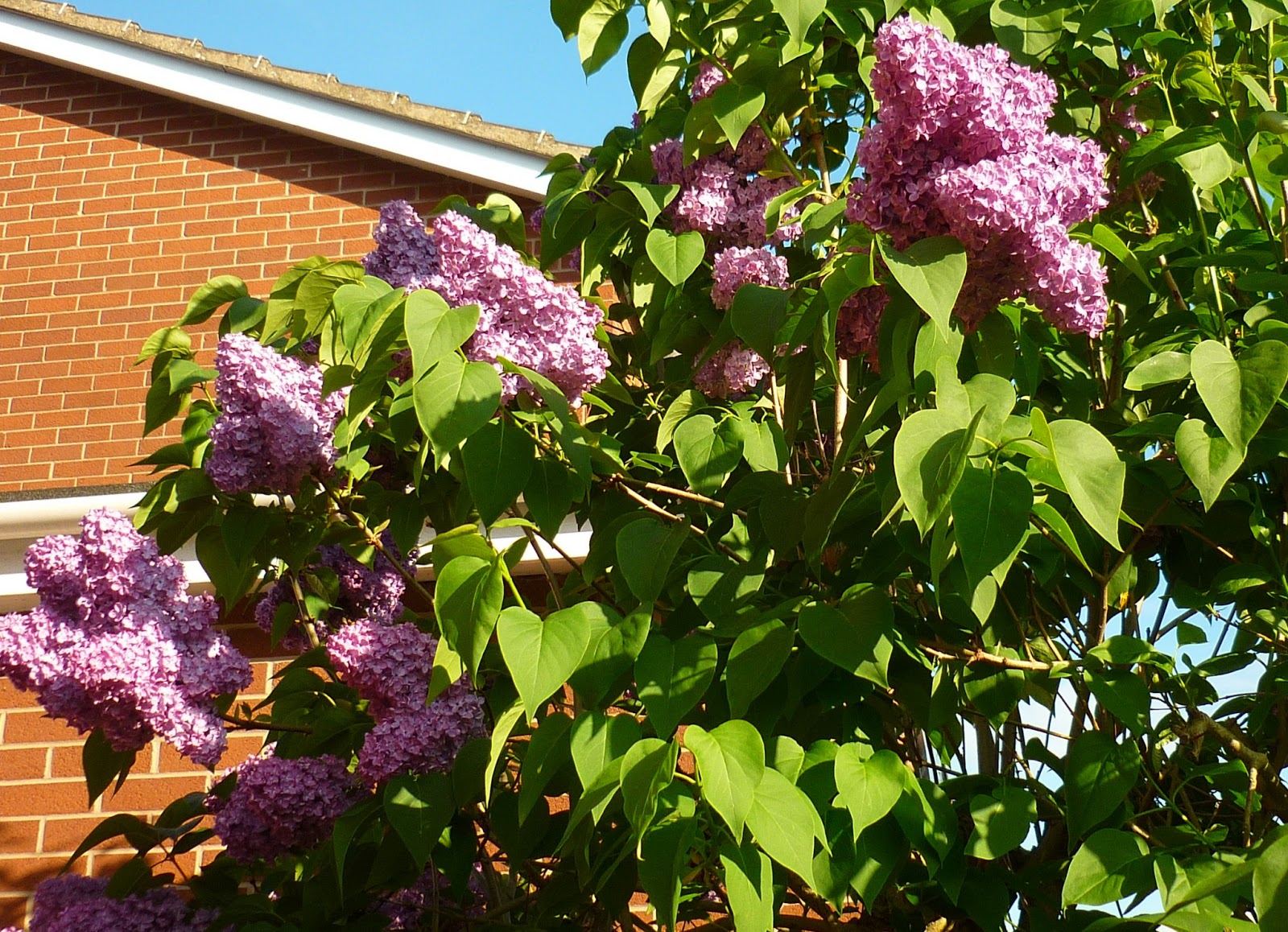 Maryom's Garden June in the garden trees