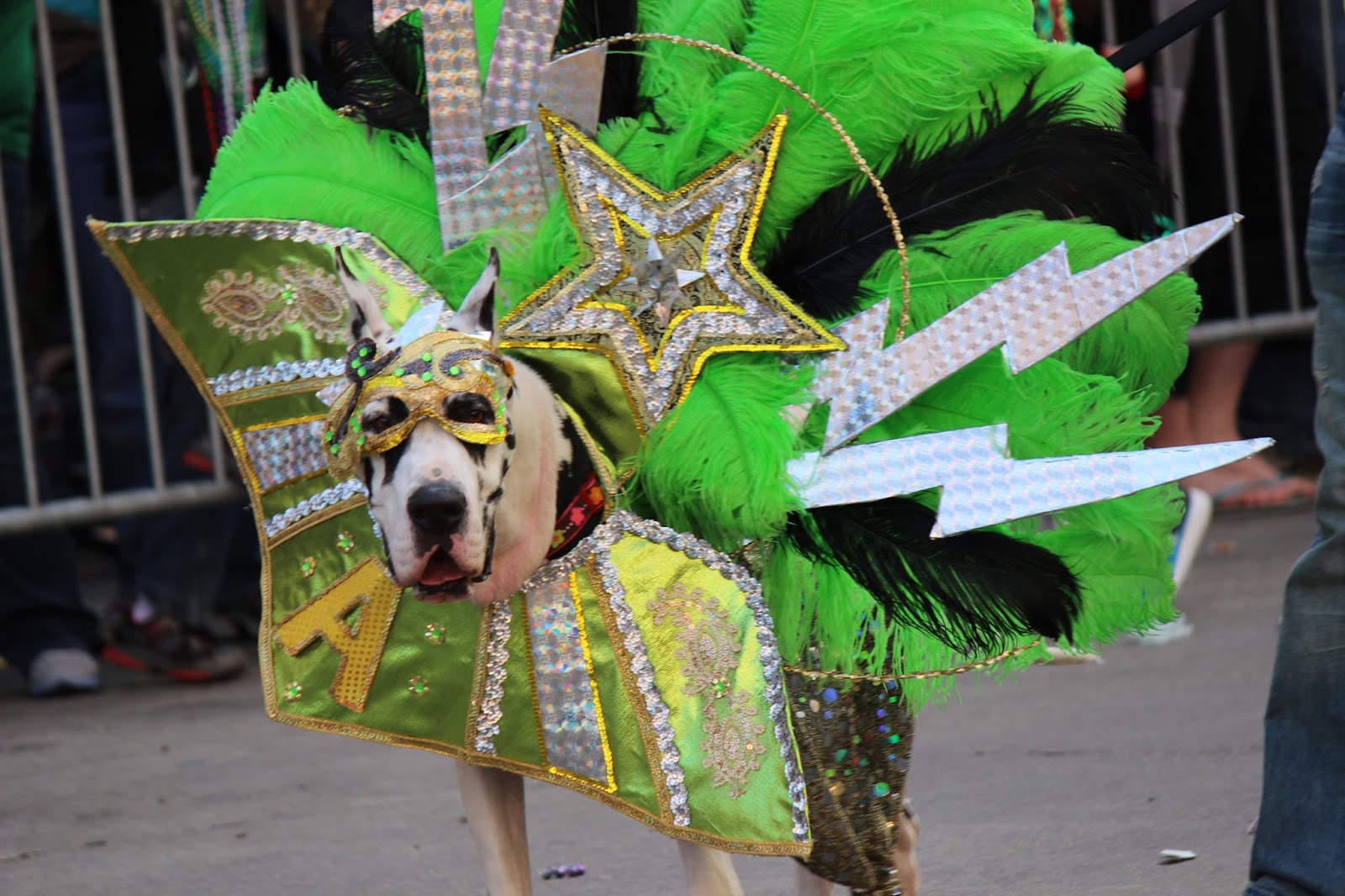 Weird, Wacky and Wild South Dog costume ideas for Halloween